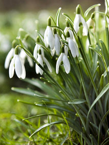 Galanthus Elwesii (Sneeuwklokje)