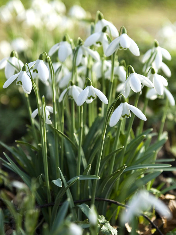 Galanthus Elwesii Bollen