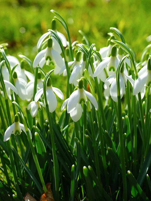 Galanthus Elwesii (Snowdrops)