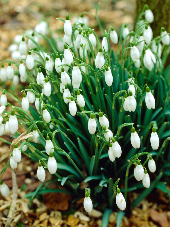 Kopen Galanthus Elwesii