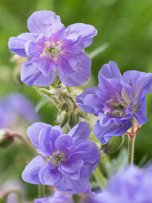 Koop Geranium Azure Skies