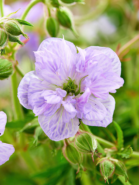 Kopen Geranium Cloud Nine
