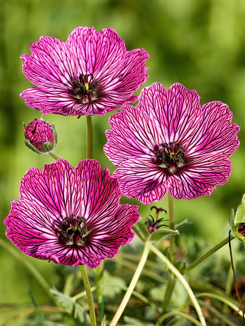 Kopen Geranium Jolly Jewel Lilac voor het planten in het voorjaar!
