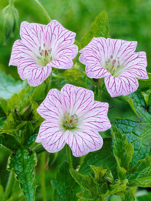 Geranium Walters' Giftvoor het planten in het voorjaar!