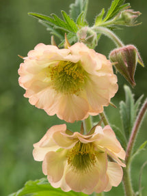 Geum (Nagelkruid) Apricot Pearl