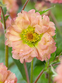 Geum (Nagelkruid) Mai Tai