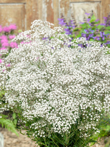Gipskruid (Gypsophila) paniculata Wit