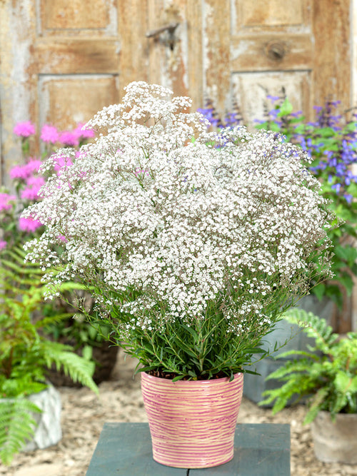 Gypsophila paniculata wit - Gipskruid Vaste Planten bestellen