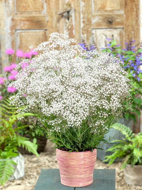 Gypsophila paniculata wit - Gipskruid Vaste Planten bestellen