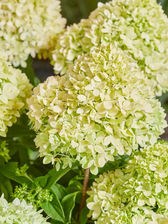 Hortensia Planten Bee Happy