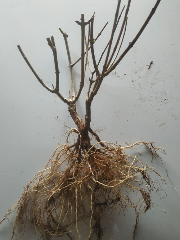 Hortensias Planten Bee Happy Bestellen