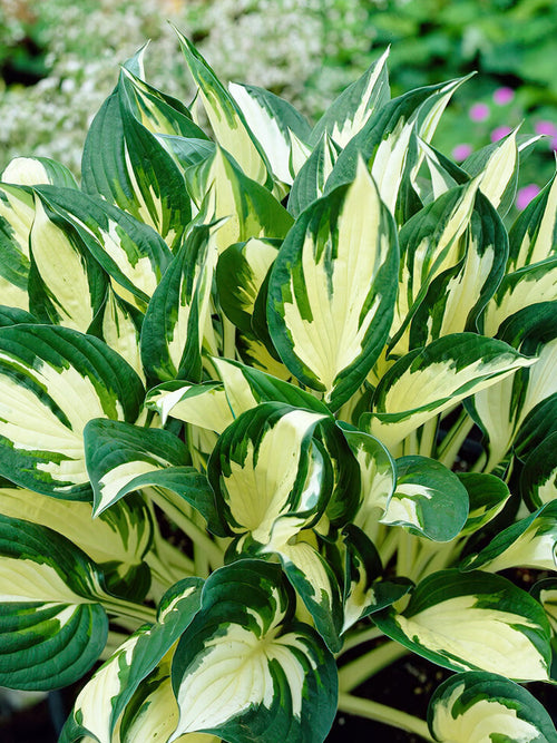 Kopen Hosta 'Fire and Ice' met verzending in de lente!