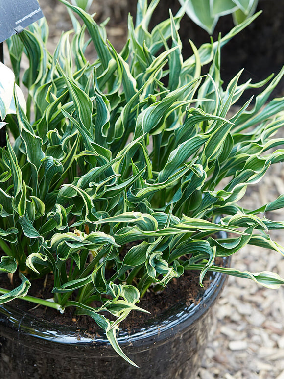 Koop Hosta 'Hands Up' met verzending in de lente!