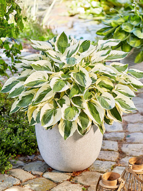 Kopen Hosta Patriot