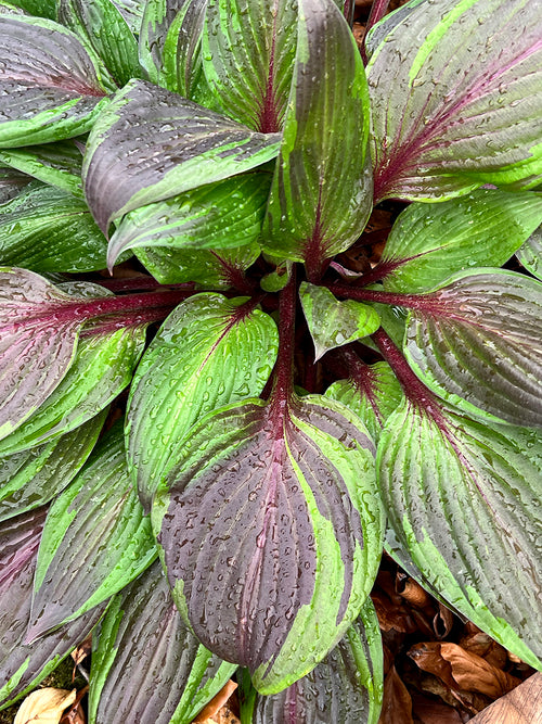 Koop Hosta RED NINJA ('Nk2021') online