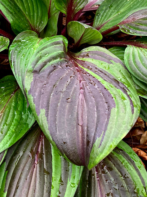 Hosta RED NINJA ('Nk2021') voor zon en halfschaduw