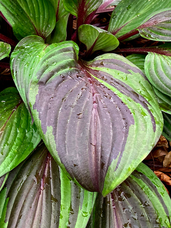 Hosta RED NINJA ('Nk2021') voor zon en halfschaduw