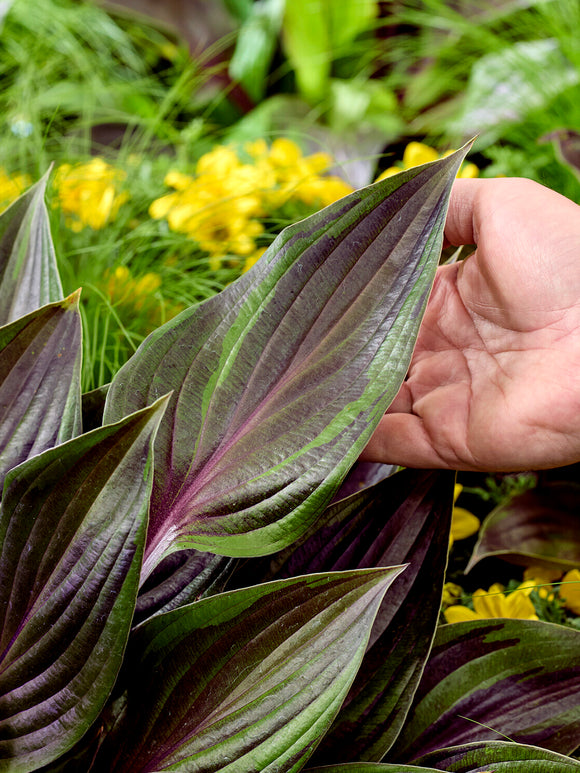 Hosta RED NINJA ('Nk2021') voor borders en potten