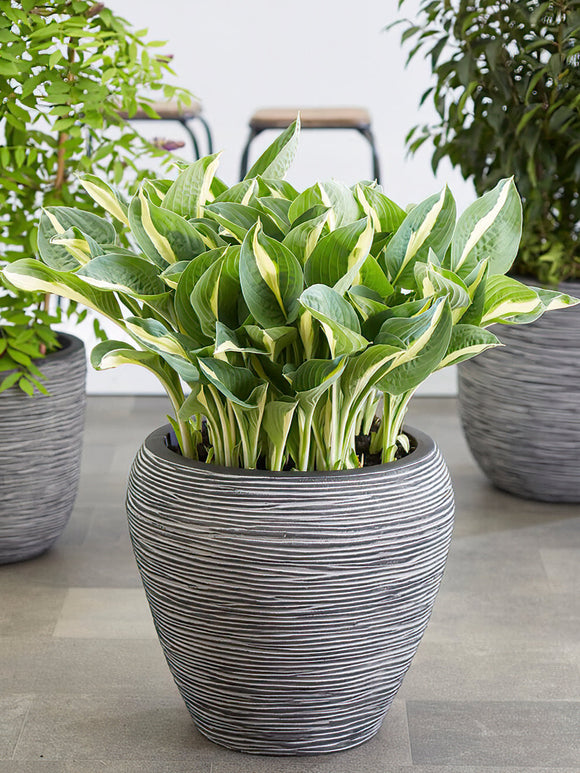 Koop Hosta Whirly Pop met verzending in de lente!