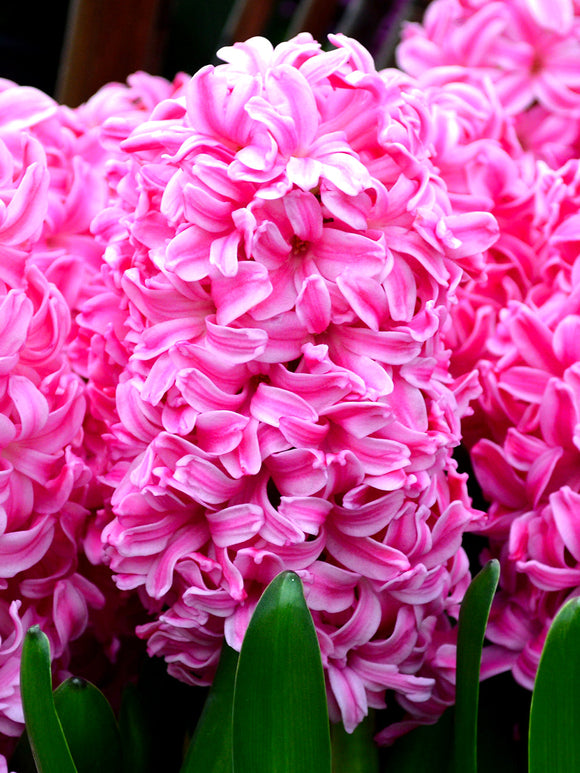 Hyacint 'Pink Pearl' - Hyacinthus - Bloembollen