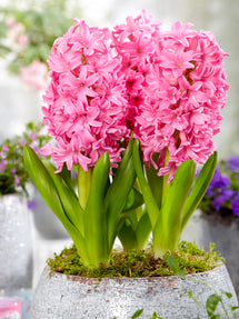 Hyacint Pink Pearl