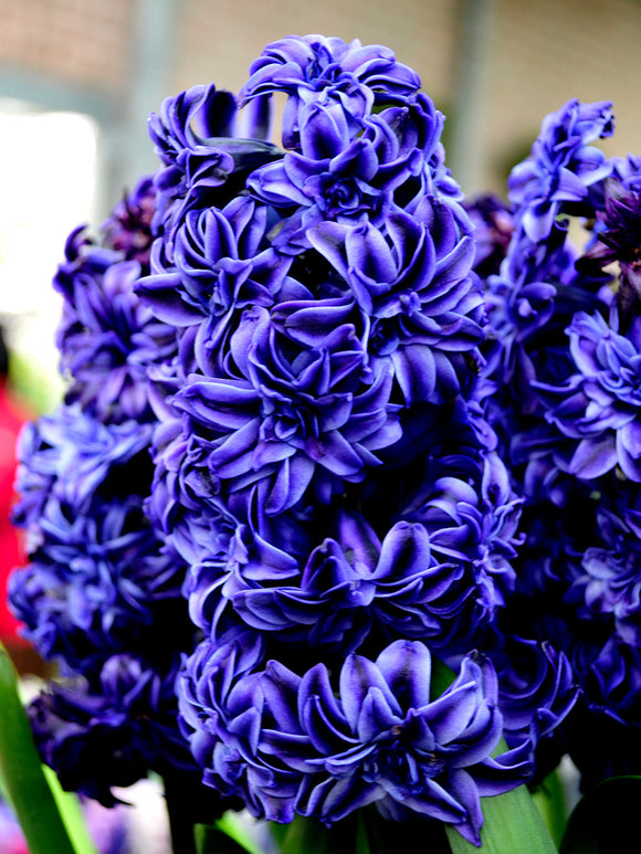 Hyacinthus 'Royal Navy' - Bloembollen