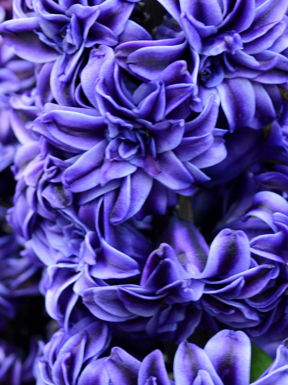 Hyacinthen 'Royal Navy' - Bloembollen