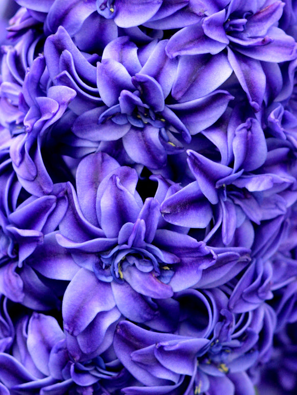 Hyacinthenbollen 'Royal Navy' - Bloembollen