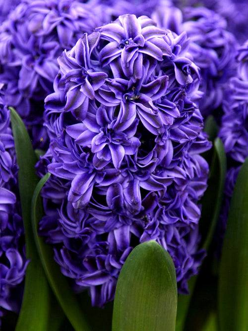 Hyacinthus 'Royal Navy' Bollen uit Nederland