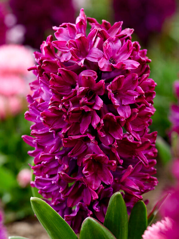 Hyacint Woodstock - Hyacinthus - Bloembollen kopen