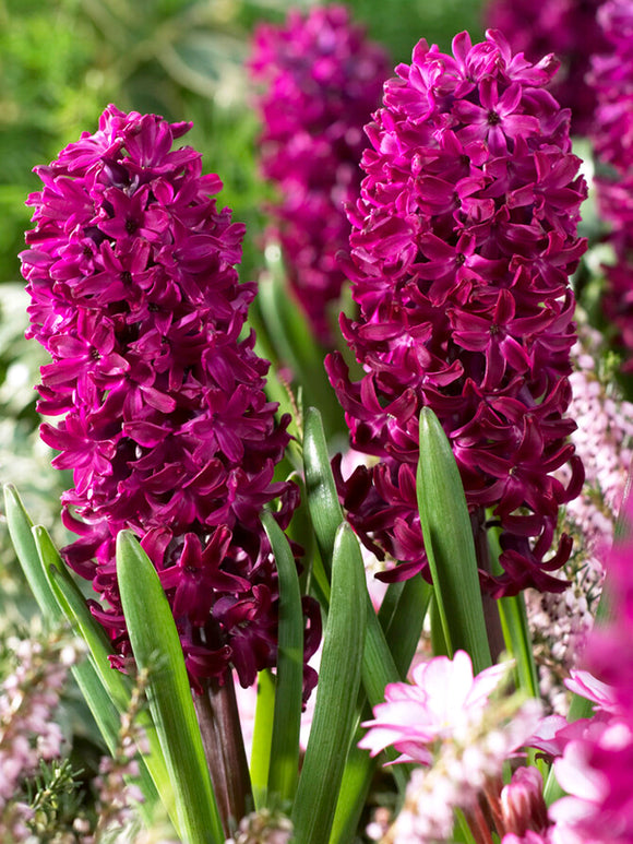 Paarse Hyacinten Woodstock - Hyacinthus - Bloembollen kopen
