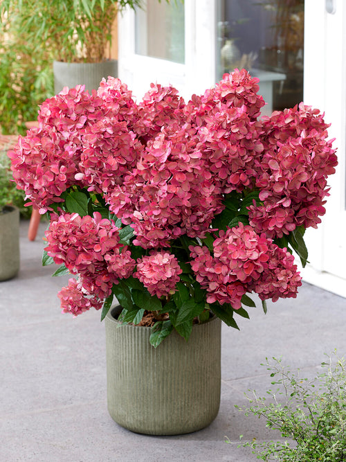Koop Hortensia Bonfire Bare Roots