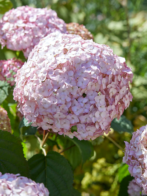 Roze bloemen van Hortensia Candybelle Bubblegum