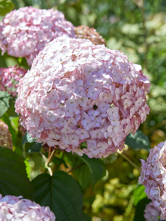 Roze bloemen van Hortensia Candybelle Bubblegum