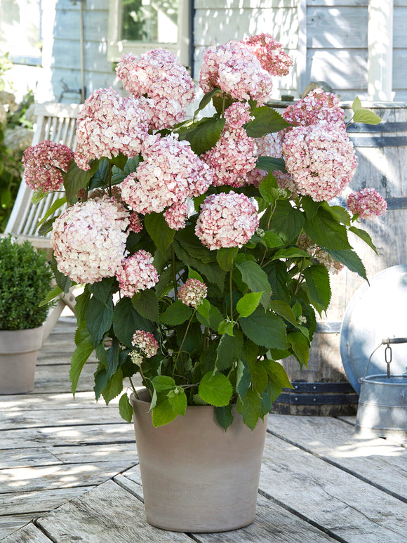Candybelle Bubblegum hortensia in pot