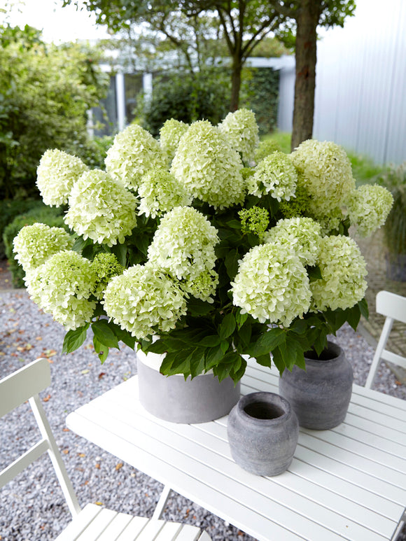 Hydrangea paniculata ‘Little Spooky’ in volle bloei, ideaal voor potten en kleine tuinen.