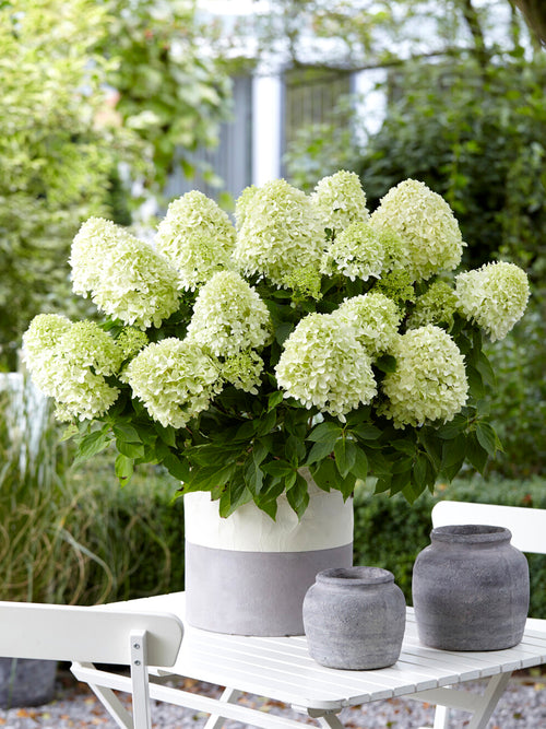 Hortensia ‘Little Spooky’ in pot met dichte witte bloempluimen en netjes donkergroen blad.