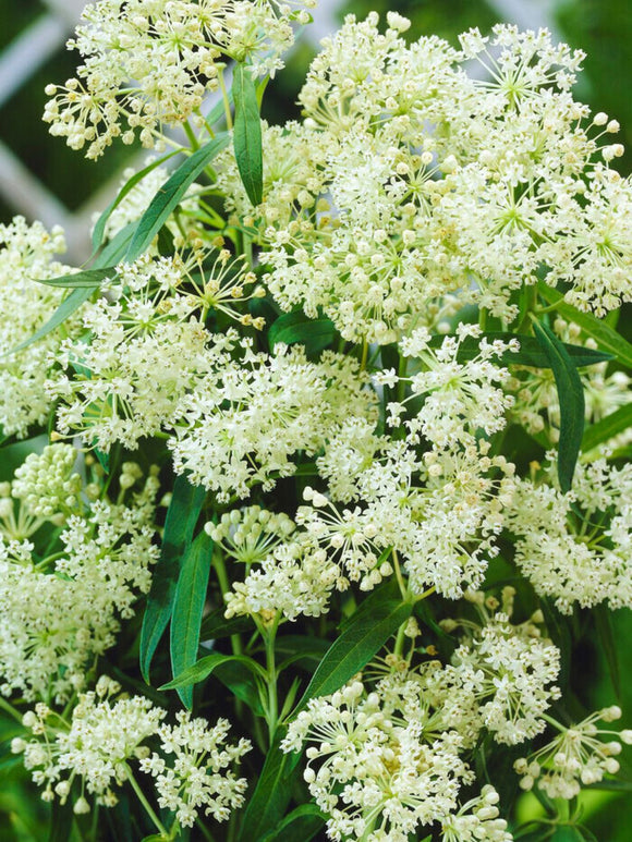 Asclepias (zijdeplant) Ice Ballet bestellen
