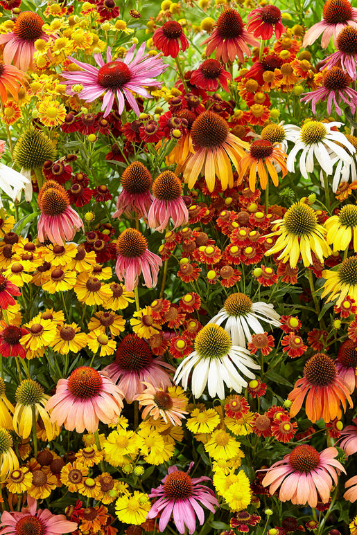 Indian Summer Mix - Echinacea & Hellenium bare roots mix