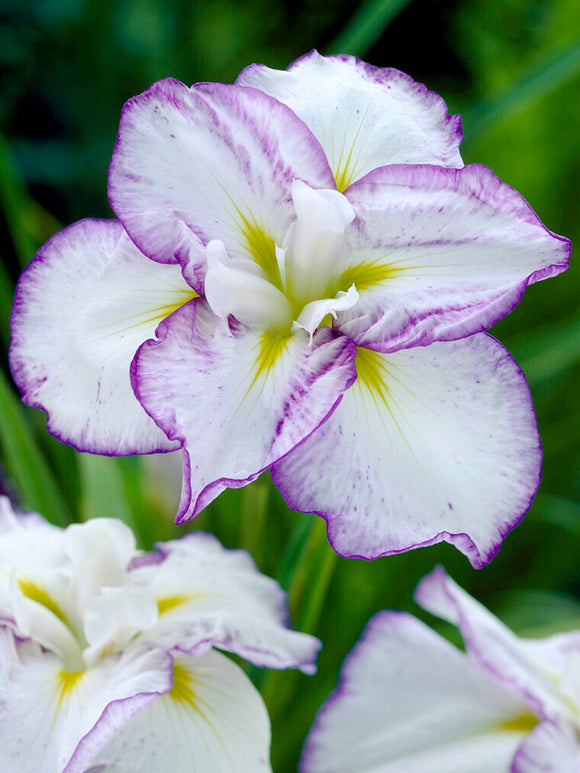 Japanse Iris Light and Dawn vaste planten