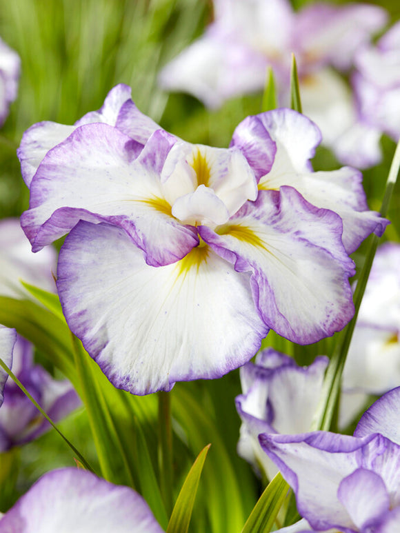 Japanse Iris Light and Dawnvaste planten bestellen