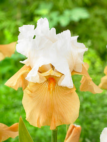 Iris Germanica (Baardiris) Pumpkin Cheesecake