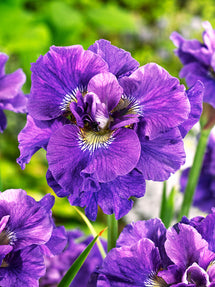 Siberische lis Concord Crush