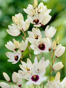Ixia Marquette (Graanlelie)
