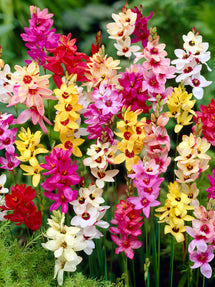 Ixia Mix (Graanlelie)