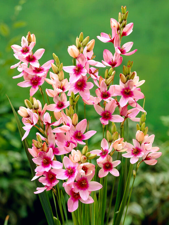 Roze Ixia Bloembollen Graanlelies