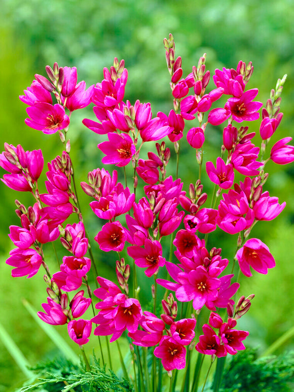 Ixia Purple - Paars Ixia Bloem Bollen