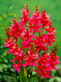 Ixia Rood (Graanlelie)