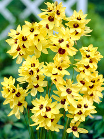Ixia Geel (Graanlelie)
