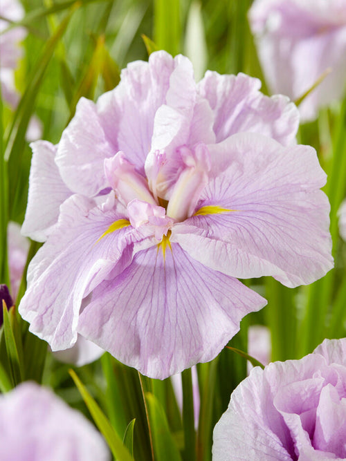 Japanse iris - Iris ensata Tub Tim Grob